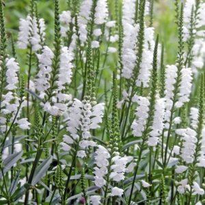 Cataleptique blanc - Physostegia