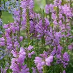 Cataleptique rose - Physostegia