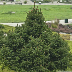 Epicéa 'Ohlendorffii' - Picea