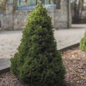 Epinette blanche 'Conica' - Picea