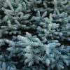 Epicéa du Colorado 'Super Blue' - Picea