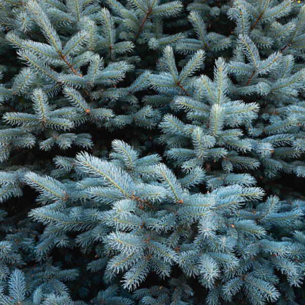 Epicéa du Colorado 'Super Blue' - Picea