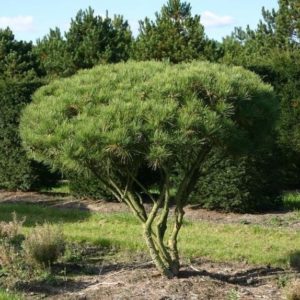 Pin rouge du Japon 'Umbraculifera' - Pinus