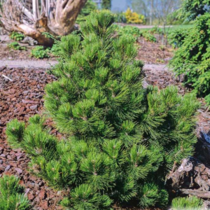 Pin de Bosnie 'Compact Gem' - Pinus