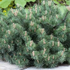 Pin de montagne 'Humpy' - Pinus – Image 2