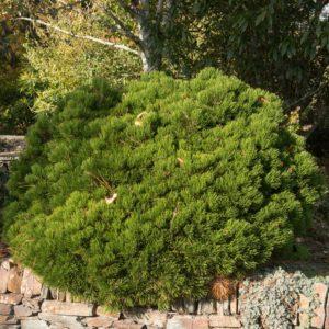 Pin de montagne 'Humpy' - Pinus