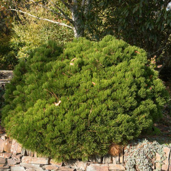 Pin de montagne 'Humpy' - Pinus