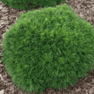 Pin de montagne 'Varella' - Pinus