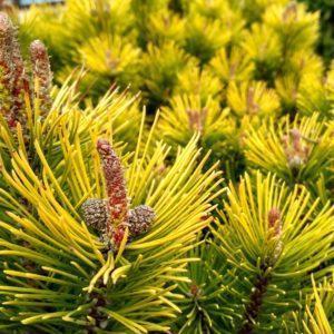 Pin de montagne Winter Gold - Pinus