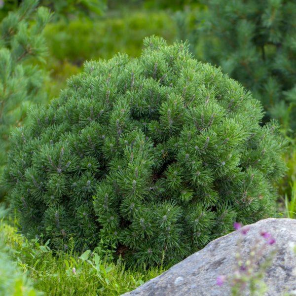 Pin de montagne 'Pumilio' - Pinus