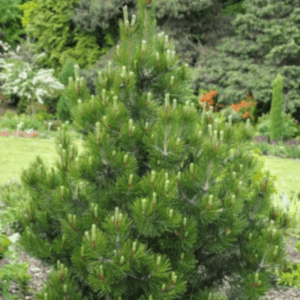 Pin noir 'Nana' - Pinus