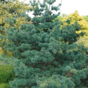 Pin blanc japonais 'Negishi' - Pinus