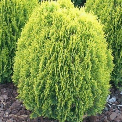 Thuya de Chine 'Aurea' - Platycladus