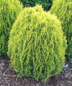 Thuya de Chine 'Aurea' - Platycladus