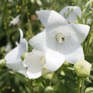 Platycodon blanc - Platycodon