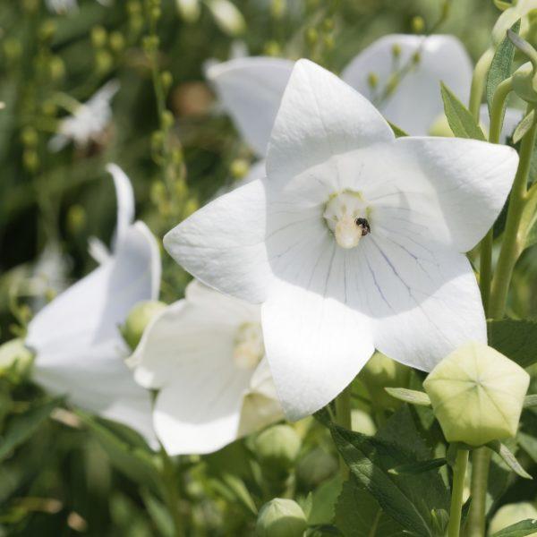 Platycodon grandiflorus Albus