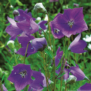 Platycodon bleu - Platycodon