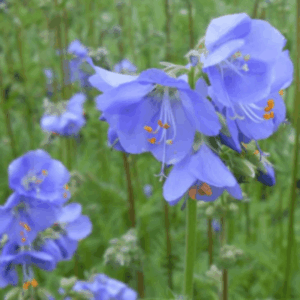 Polémoine - Polemonium BIO