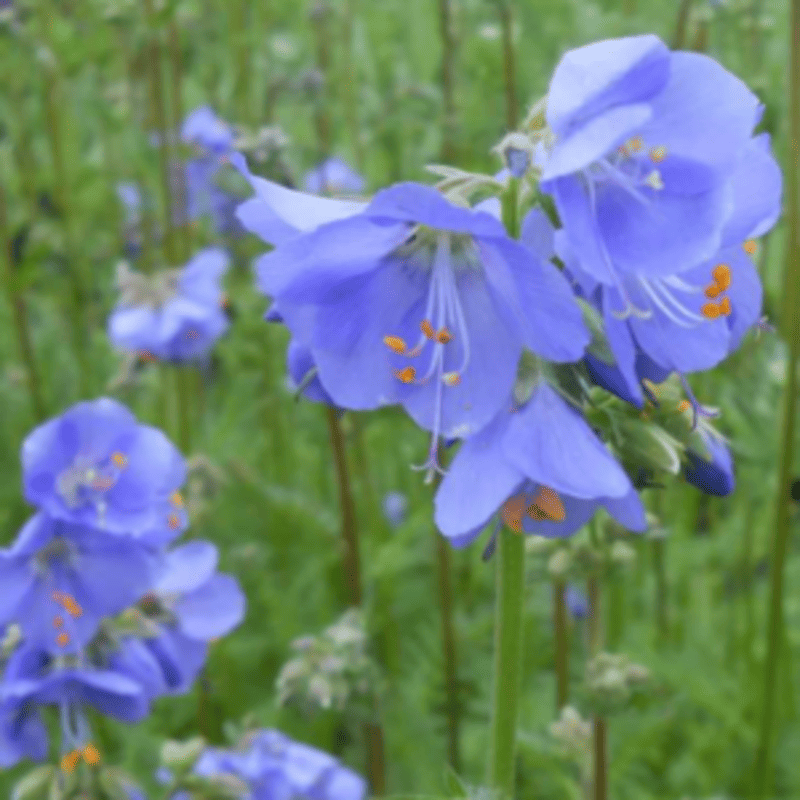 Polémoine - Polemonium