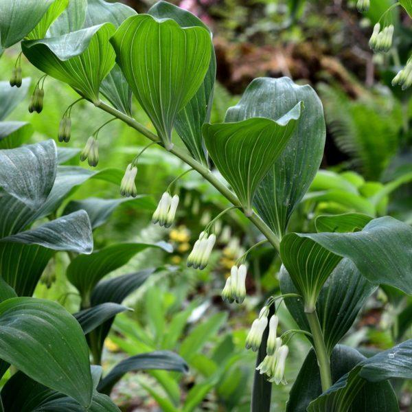 Sceau de Salomon - Polygonatum
