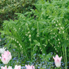 Sceau de Salomon - Polygonatum – Image 2