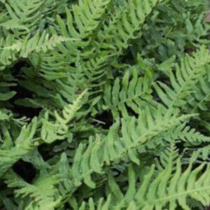 Polypode commun - Polypodium