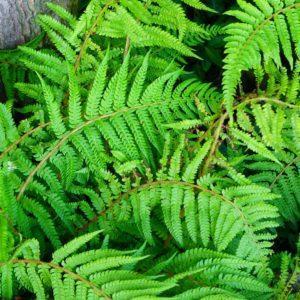 Polystic à frondes soyeuses - Polystichum