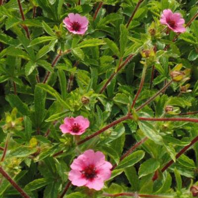 Potentille vivace du Népal 'Mrs Willmott'