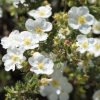 Potentille arbustive 'Abbotswood' - Potentilla- Bio Le Bourgeon