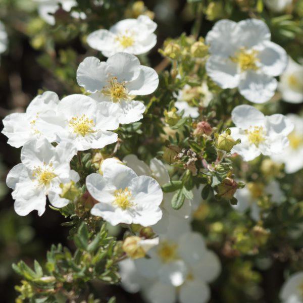 Potentille arbustive 'Abbotswood' - Potentilla- Bio Le Bourgeon