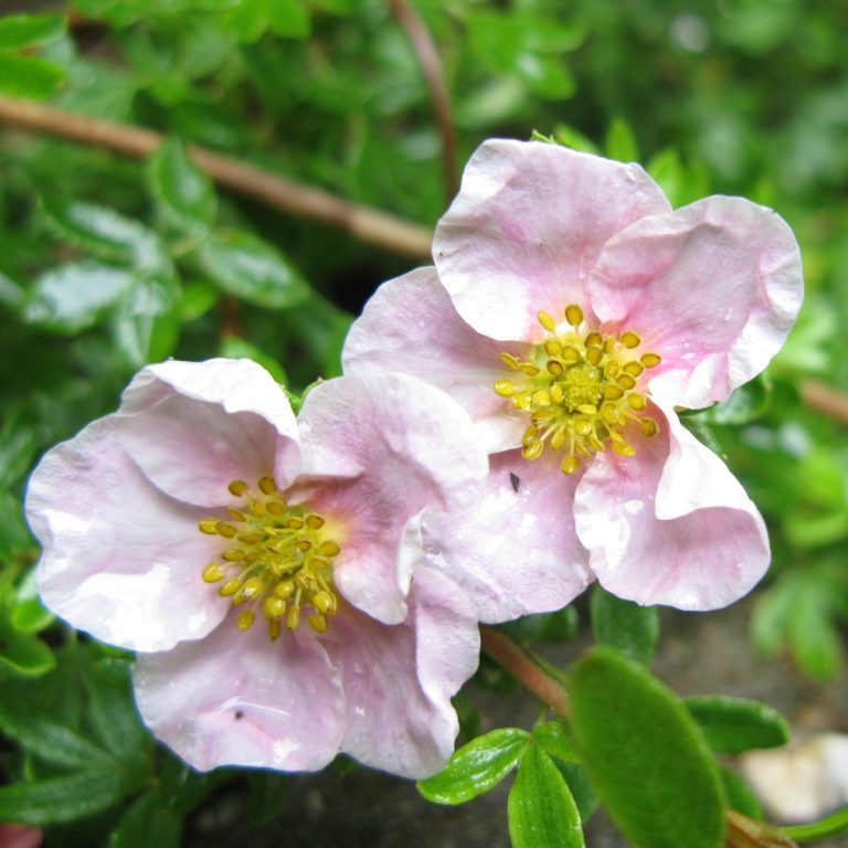 Potentille Fructicosa Primrose beauty- Bio Le Bourgeon