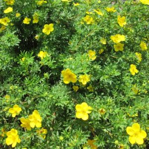 Potentille arbustive 'Goldfinger' - Potentilla- Bio Le Bourgeon