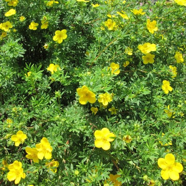 Potentille arbustive 'Goldfinger' - Potentilla- Bio Le Bourgeon