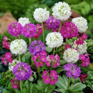 Primevère denticulée en différents coloris - Primula