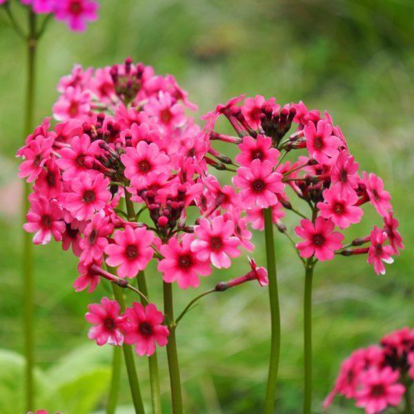 Primevère du Japon 'MiIller's Crimson' - Primula