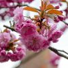 Cerisier du Japon 'Accolade' - Prunus