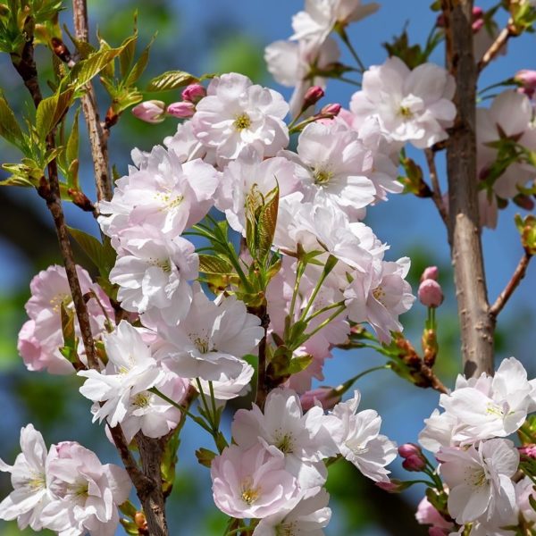 Cerisier du Japon 'Amanogawa' - Prunus