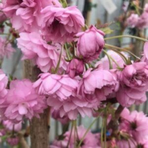 Cerisier japonais 'Kiku-Shidare-Zakura' - Prunus