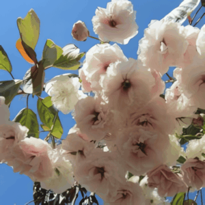 Cerisier du Japon 'Shirofugen' - Prunus