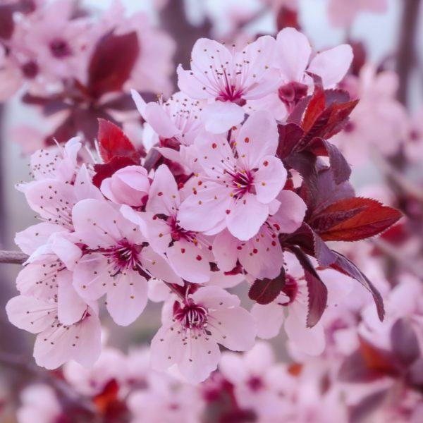 Prunier à fleurs 'Woodii' - Prunus