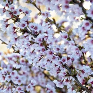 Cerisier nain du Japon 'Kojo-No-Mai - Prunus incisa