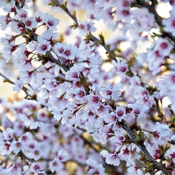 Cerisier nain du Japon 'Kojo-No-Mai - Prunus incisa