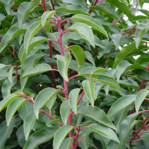 Laurelle du Portugal 'Angustifolia' - Prunus