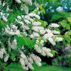 Merisier à grappes - Prunus- Bio Le Bourgeon