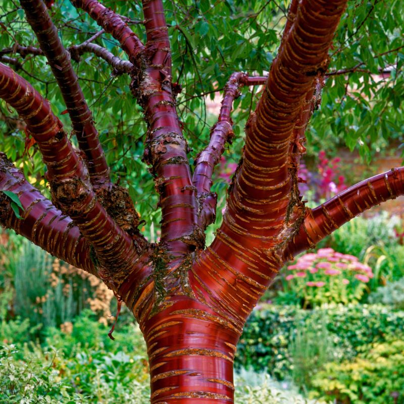 Cerisier du Tibet - Prunus