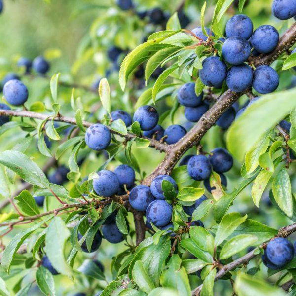 Prunellier - Prunus- Bio Le Bourgeon