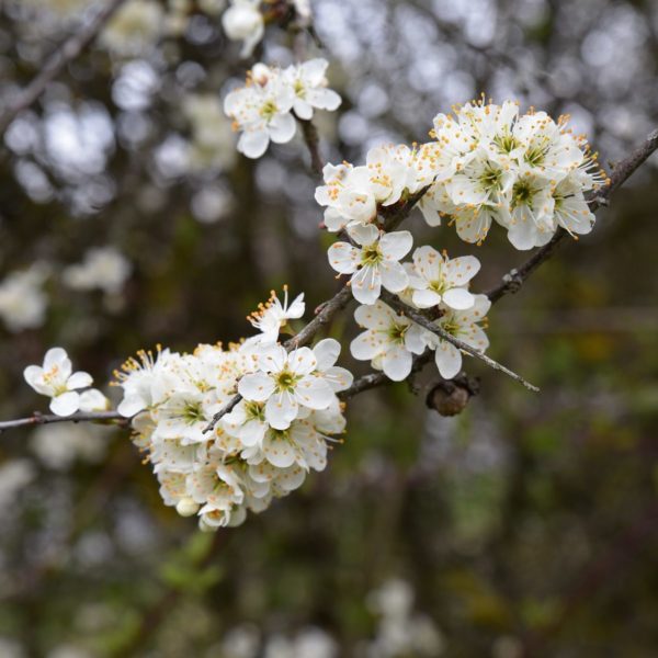 Prunellier - Prunus- Bio Le Bourgeon – Image 2