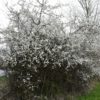 Prunellier - Prunus- Bio Le Bourgeon – Image 3