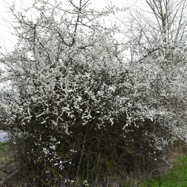 Prunellier - Prunus- Bio Le Bourgeon – Image 3