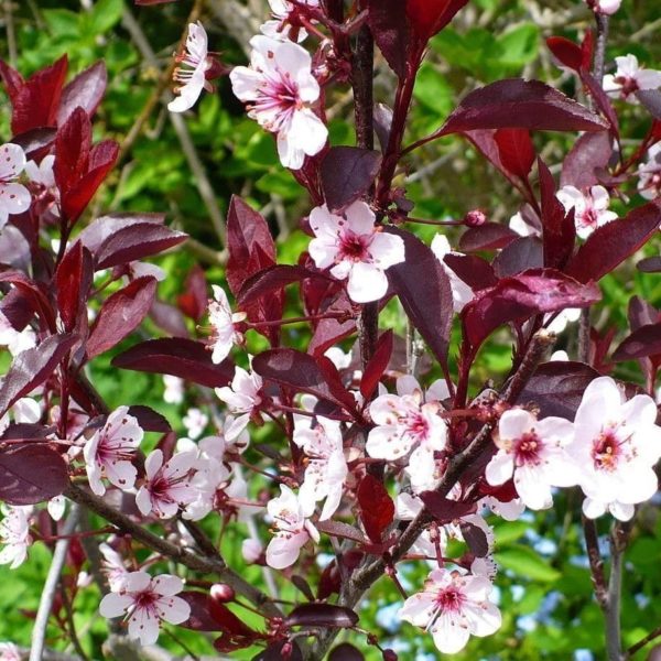 Prunier des sables - Prunus